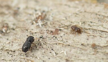 City of Joondalup denies request to plant 100 marri trees as invasive beetle threat grows