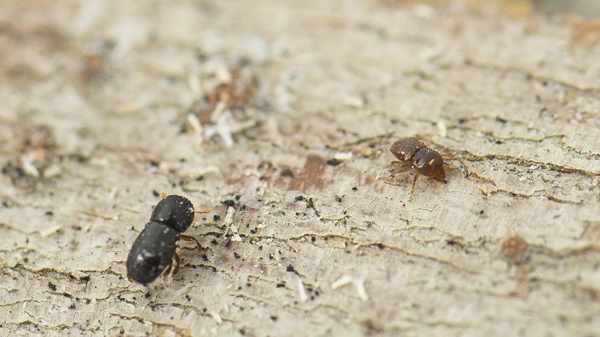 City of Joondalup denies request to plant 100 marri trees as invasive beetle threat grows
