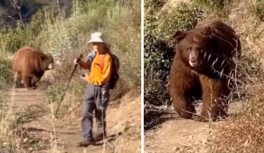 Terror as huge bear charges at hiker on popular trail