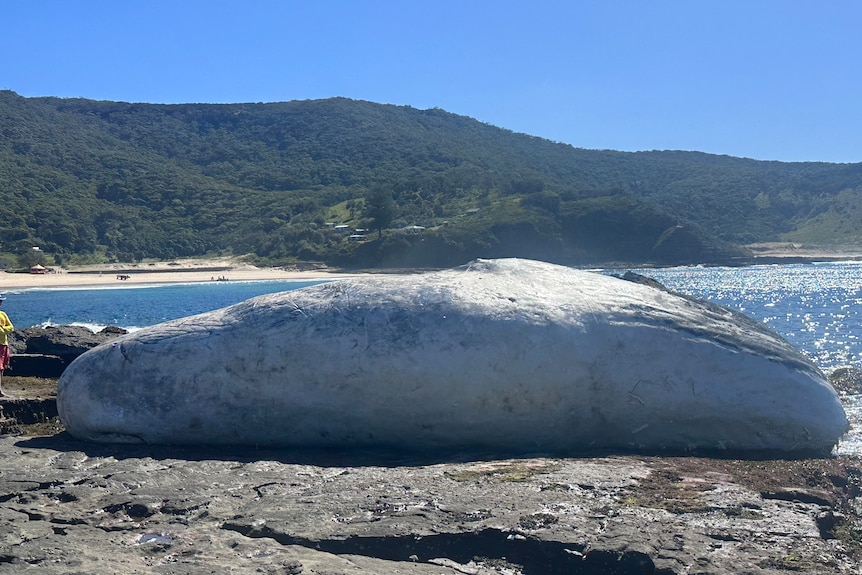 A large deceased whale washed up at Era Point in the Royal National Park, Sydney.