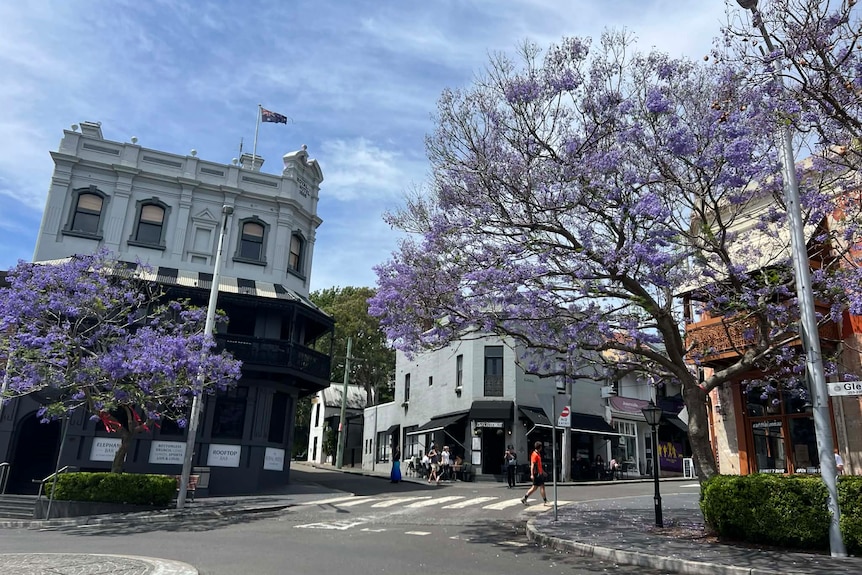 Purple flowered trees in a suburban street intersection with ornate light-coloured buildings behind.