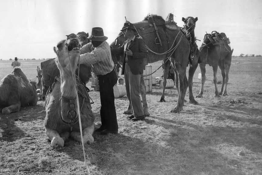 A black and white image of a man preparing a camel for a trip.