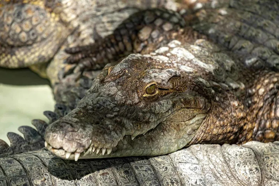 Siamese crocodile head. Close up.