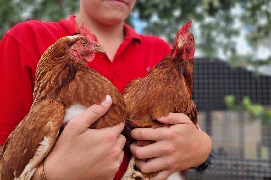 Two chickens being held by a person.