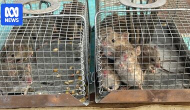 Mouse plague warning for Western Australia as researcher urges action