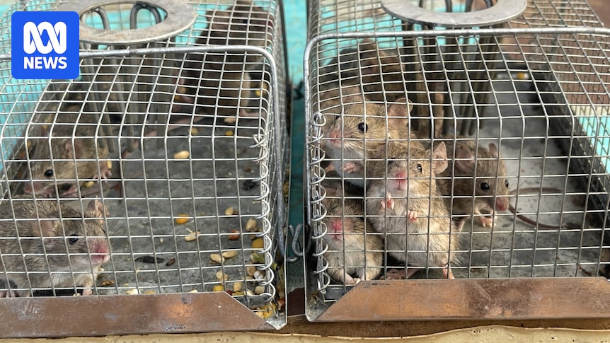 Mouse plague warning for Western Australia as researcher urges action