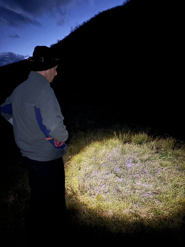 The H8R was great for locating the countless Kosciuszko wolf spiders crawling through the grass.