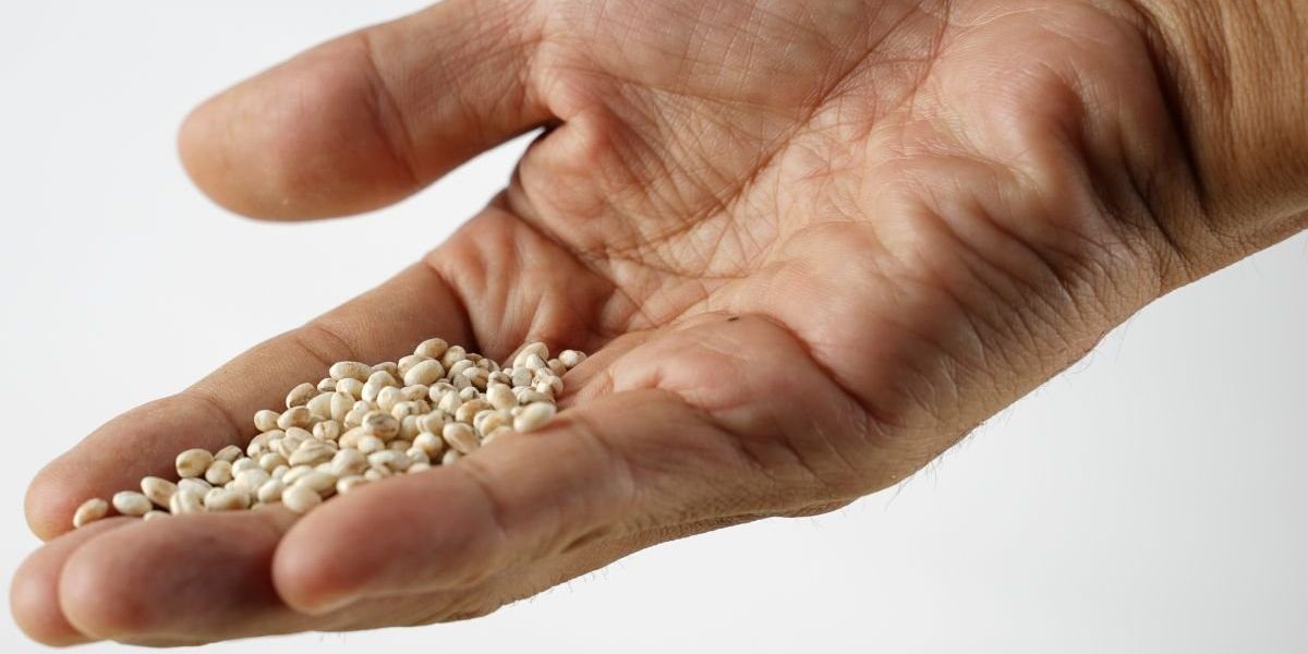 'Cholesterol-lowering' grain backed by nutritionist could cut bad lipids by up to 15% within weeks