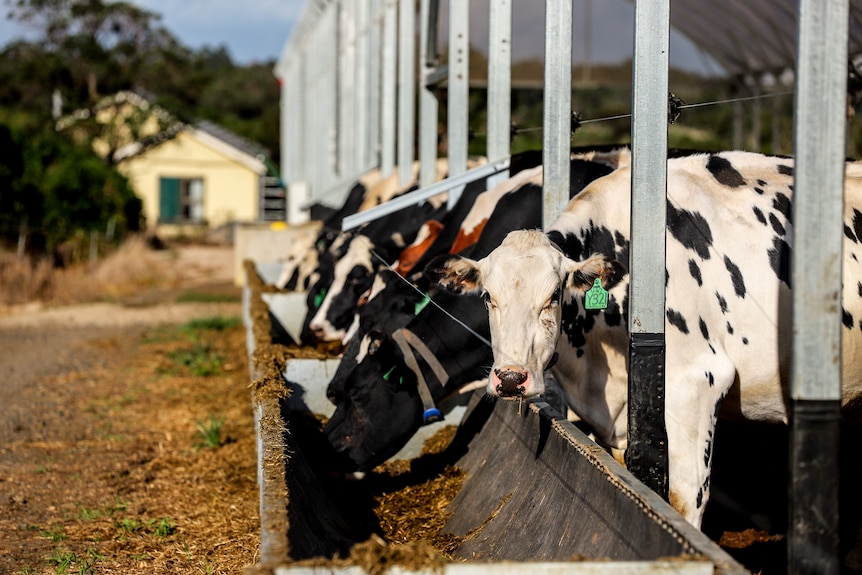 A line of black and white cows lean their heads into a feeding trough. There is yellow hay in the trough.
