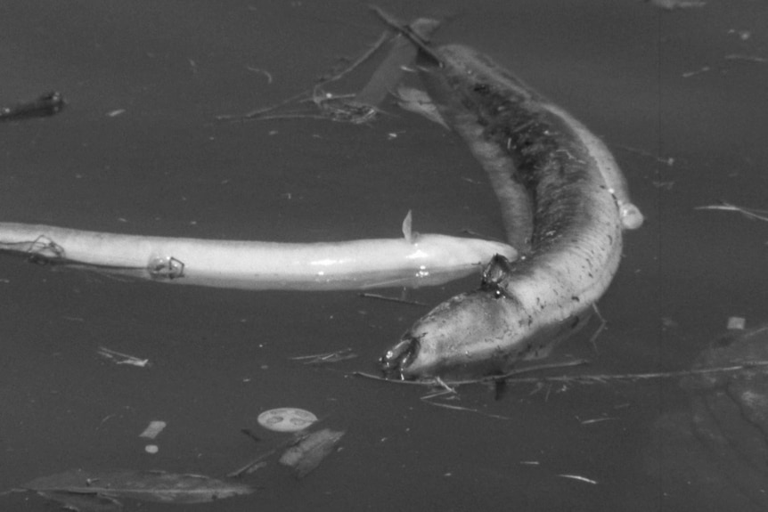 Dead fish in Cooks River in 1960s.