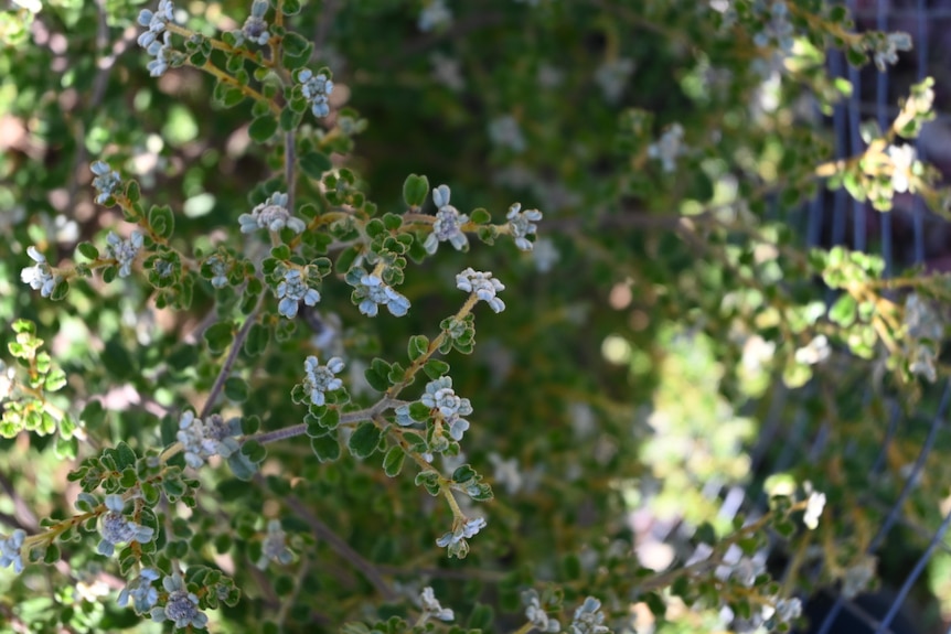 The small white flowers of the Woods Well spyridium