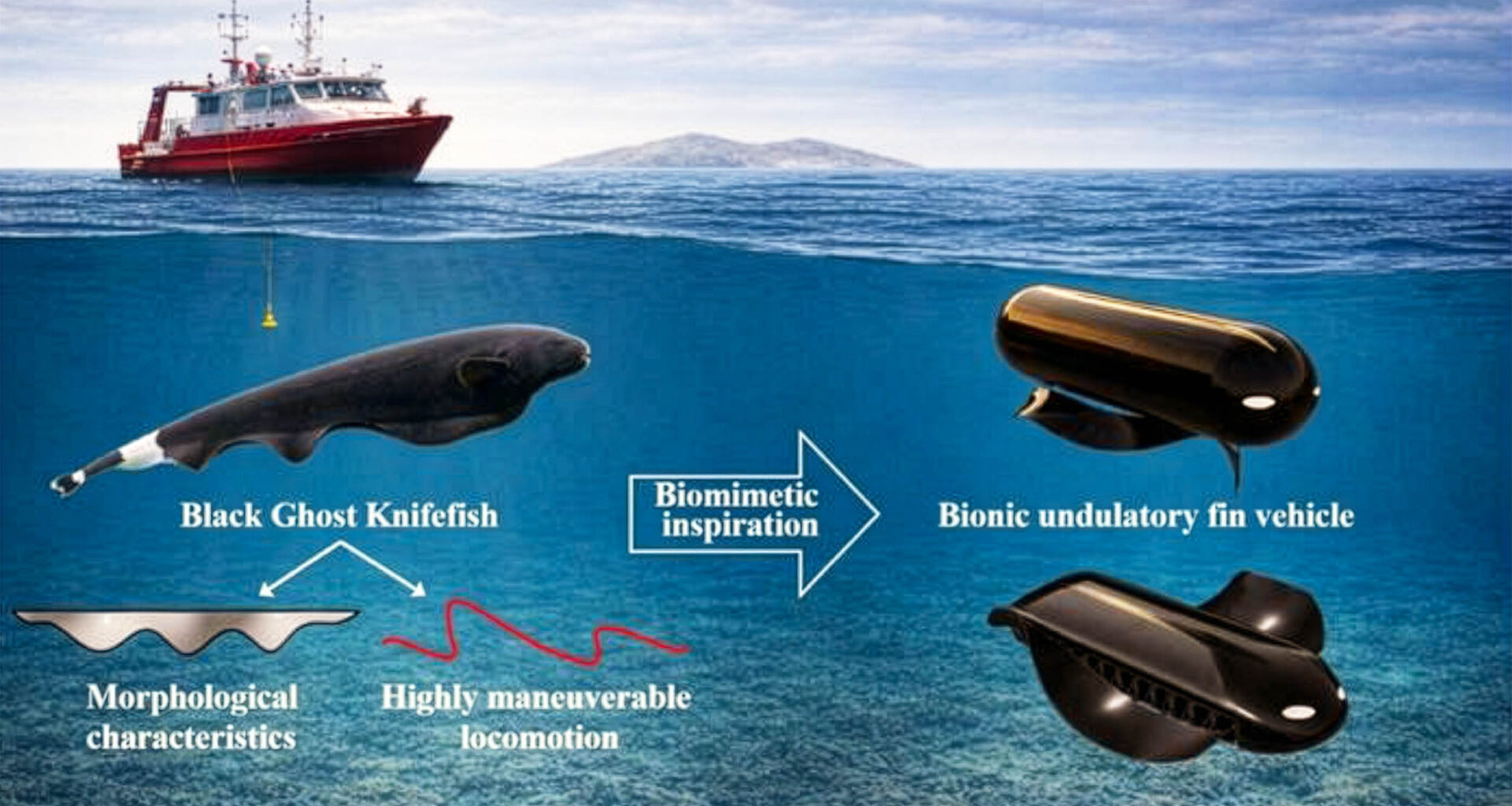 Black ghost knifefish swim without bending their bodies