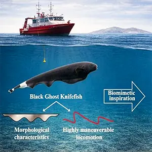 The black ghost knifefish (top) uses its elongated anal fin to generate traveling waves for highly maneuverable swimming. The bio-inspired undulating fin model (bottom) mimics this propulsion mechanism to enhance underwater robot performance. Credit: Ze-Jun Liang