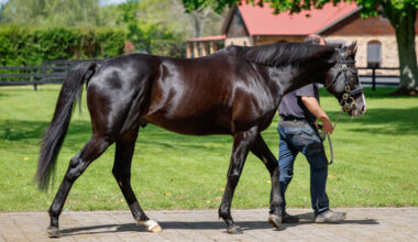 Auguste Rodin (IRE) covered 160 mares in his first season. Photo: Ange Bridson
