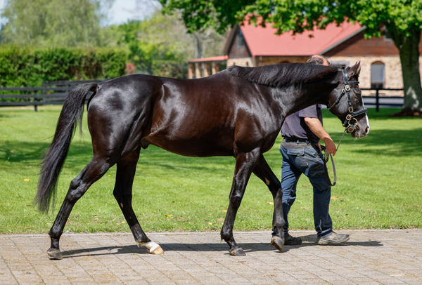 Auguste Rodin (IRE) covered 160 mares in his first season. Photo: Ange Bridson