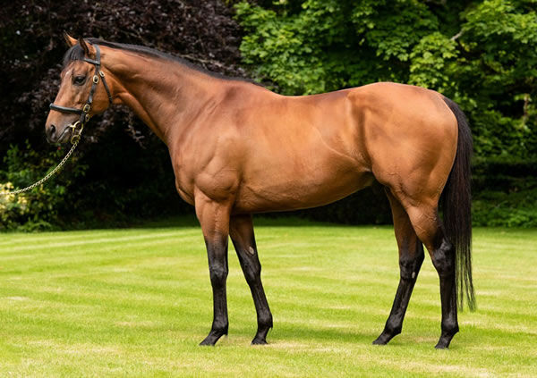 Circus Maximus (IRE) is the sire of G1 NZ Derby winner Road to Paris.