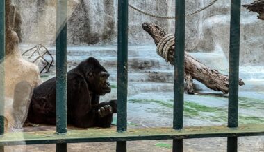 IN FOCUS: Nearly 40 years in Bangkok mall zoo - the fight for a gorilla with ‘loneliness in her eyes'