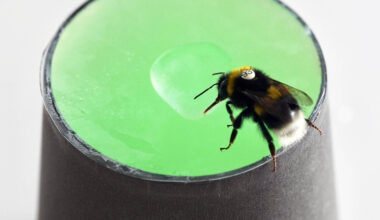 Bumblebees can recognize rhythm, even when tempo changes