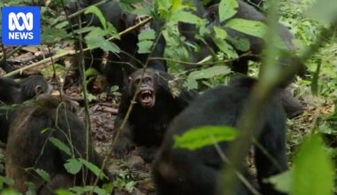 Chimpanzees in Uganda's Kibale National Park wage lethal 'civil war'