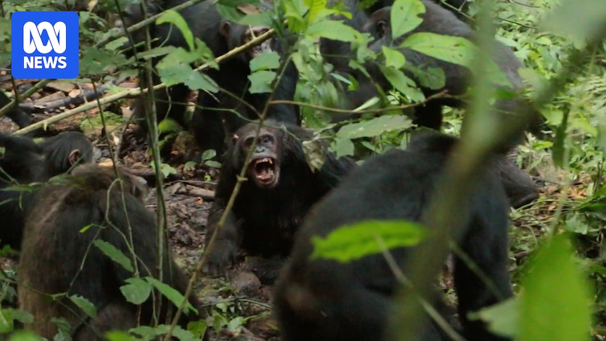 Chimpanzees in Uganda's Kibale National Park wage lethal 'civil war'