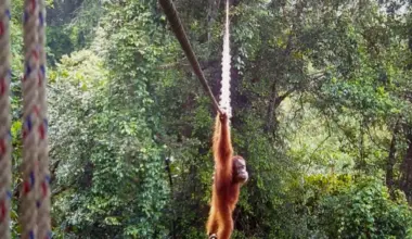 The first Sumatran orang utan has now been caught on camera using one of the hanging bridges.