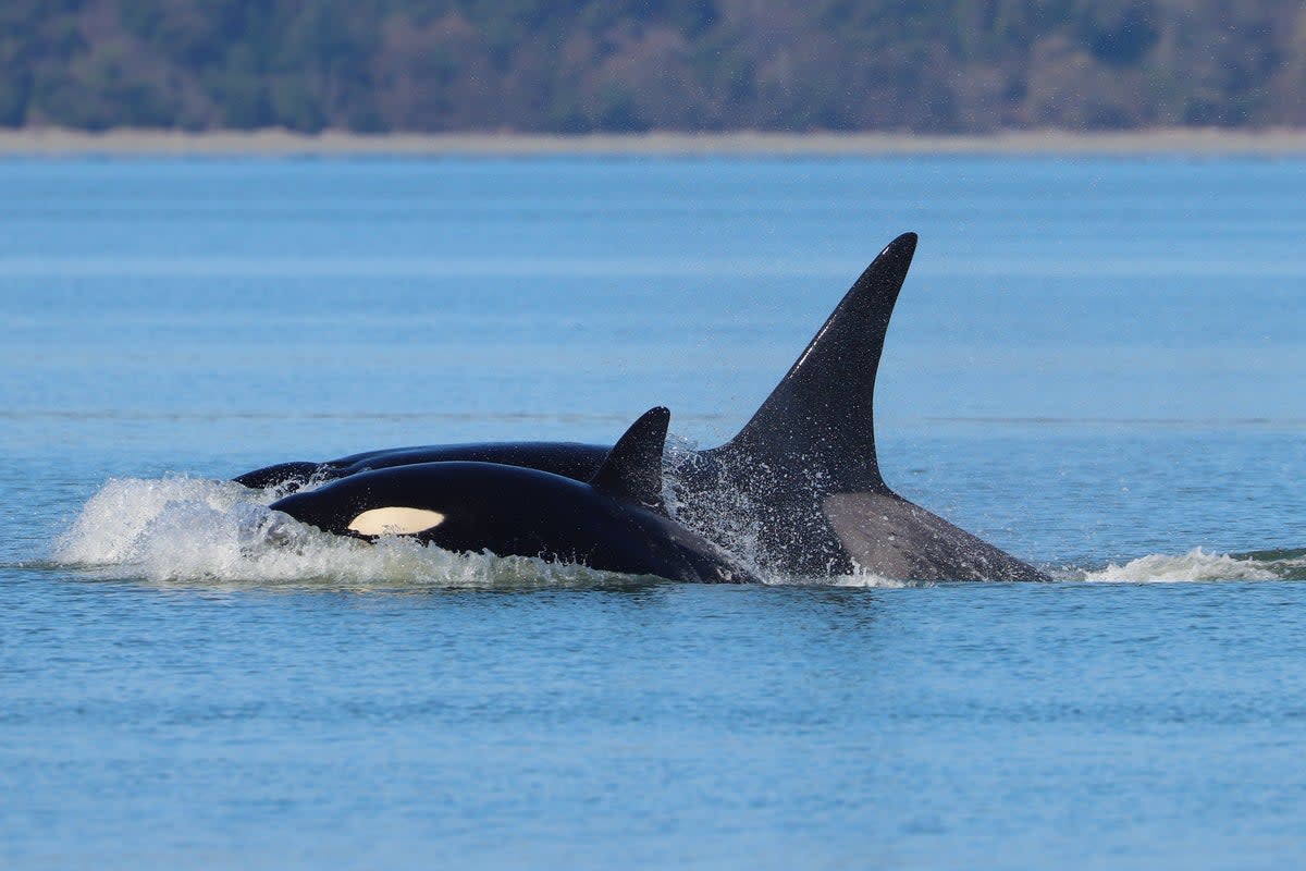This photo provided by Hongming Zheng shows two killer whales, part of a pod of orcas that had not been seen in the Seattle region before, swimming near Dash Point, Wash., on March 26, 2026. (Hongming Zheng via AP) (Hongming Zheng)