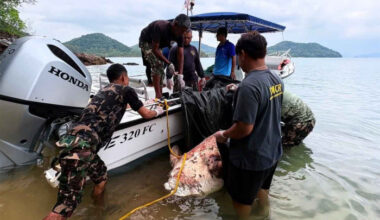 Bangkok Post - B50,000 bounty on person who beheaded dugong