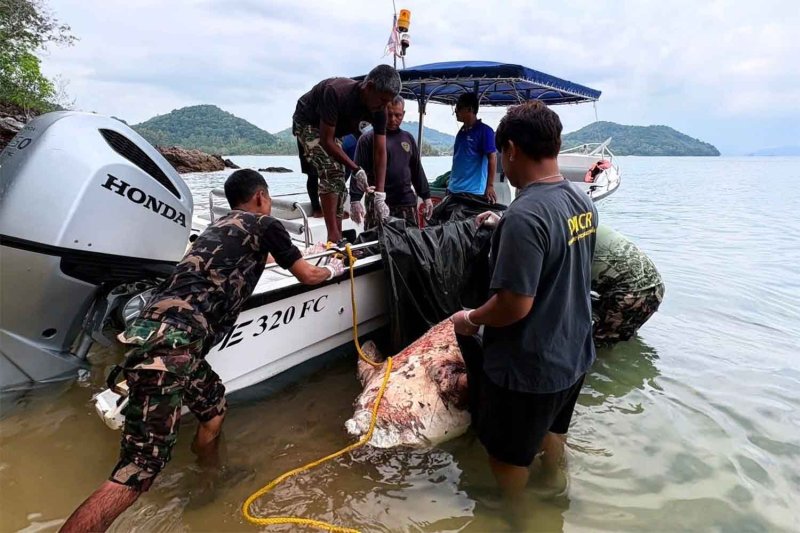 National park rangers collect the carcass of the beheaded dugong in Phangnga province on April 9, 2026. (Photo supplied)