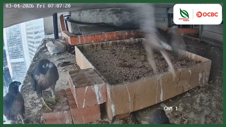 One of the chicks then manages a short flight across the nesting area at 7.07am, while the other three chicks look on.