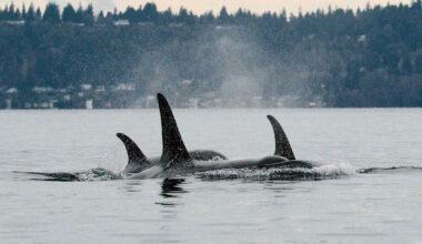 Mysterious Pod of Orcas Spotted Near Seattle for First Time Delights and Confuses Whale Watchers