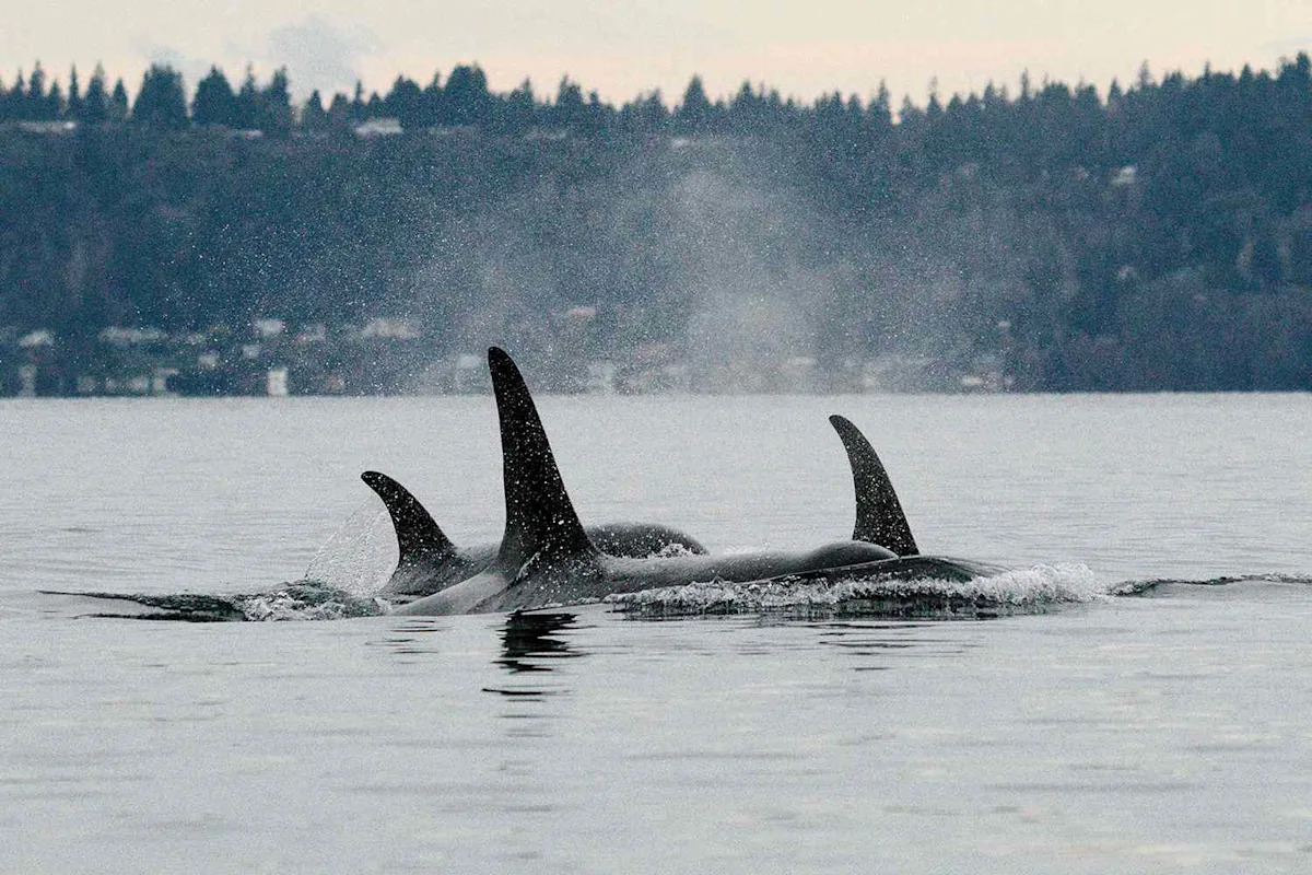 Mysterious Pod of Orcas Spotted Near Seattle for First Time Delights and Confuses Whale Watchers