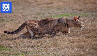 Feral cat numbers spark bounty push across outback Queensland