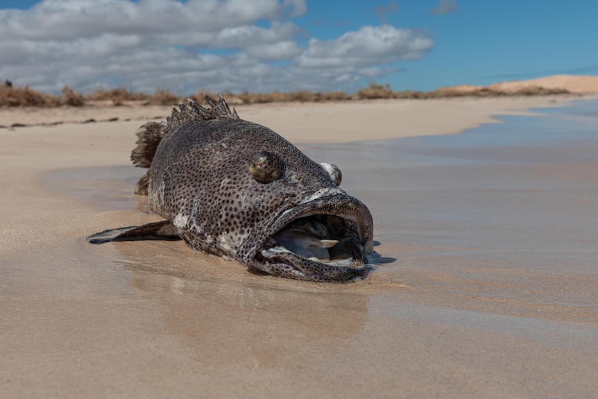 A large dead fish washed up on a beach.