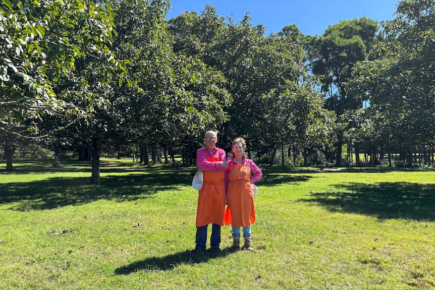 A couple in matching orange aprons in a chestnut orchard
