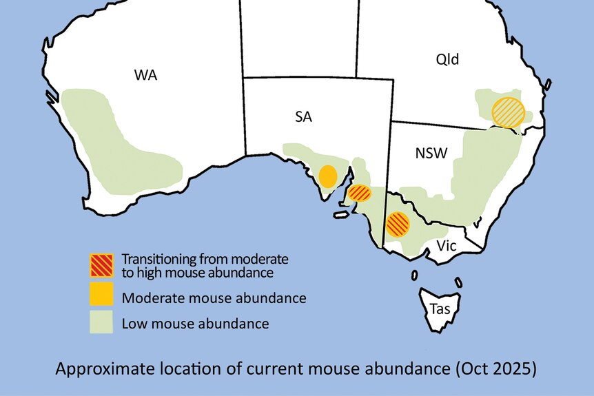 A map of Australia showing areas of greatest mouse activity.