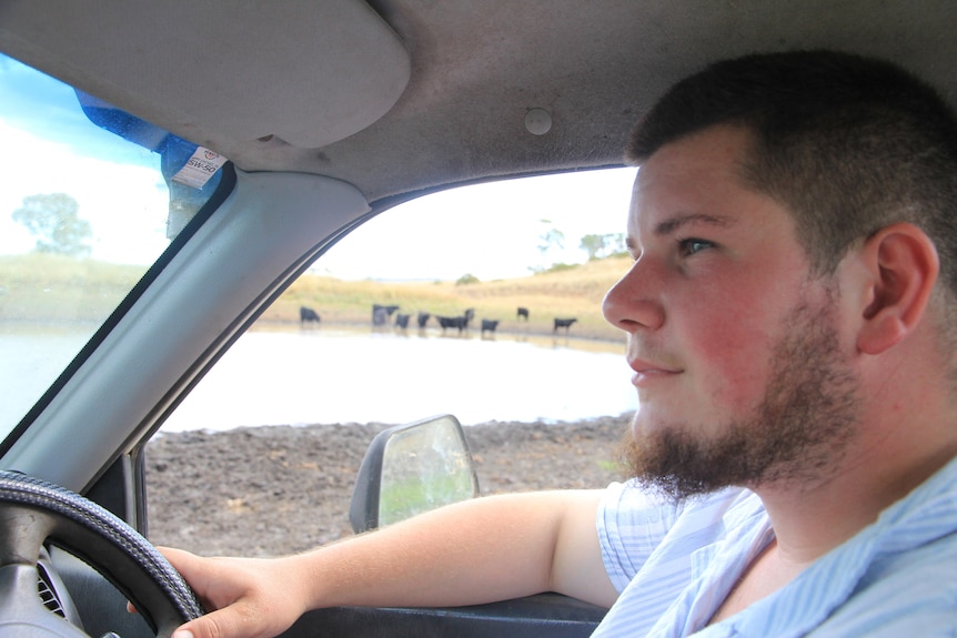 A young man drives a car past a dam with cows gathered at it.  