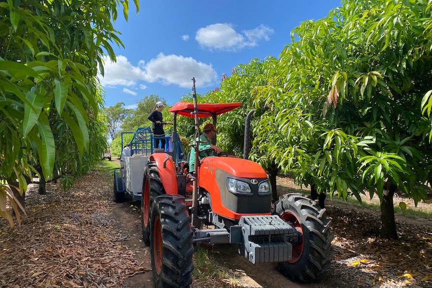 A red tractor idles between two rows of green trees. Someone stands the back of the vehicle, picking utensil in hand. 