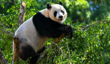 Live: Seize the day with panda brothers Gong Gong and Shun Shun