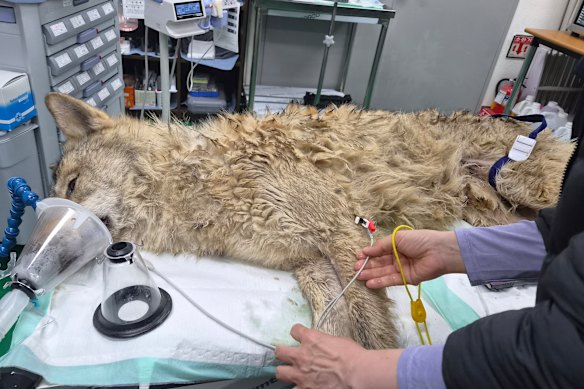 Vets examine the condition of the wolf after it was recaptured.