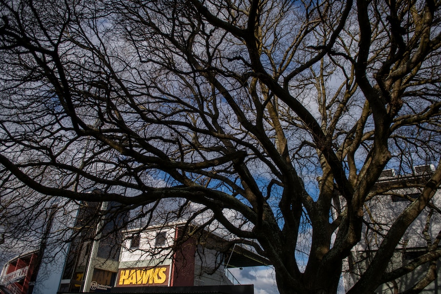 A large, dark, broad-branched elm tree without its leaves, seen on the backdrop of a blue, cloudy sky and a yellow 'Hawks' sign.
