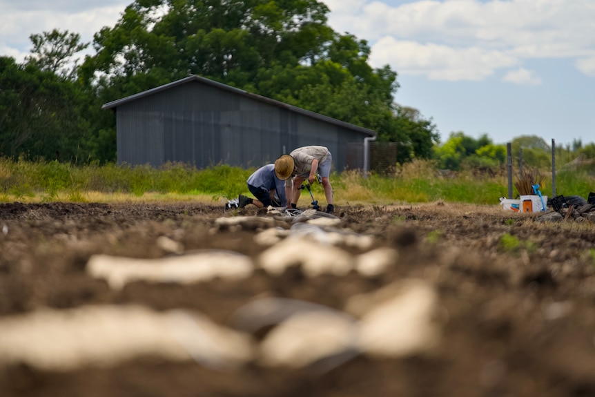 A dirt field with two people in the distance planting small trees.