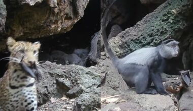 A split image shows a leopard cub on the left and a blue monkey on the right, both standing among rocky terrain near a cave entrance. The leopard cub appears alert, while the monkey looks in the direction of the camera.