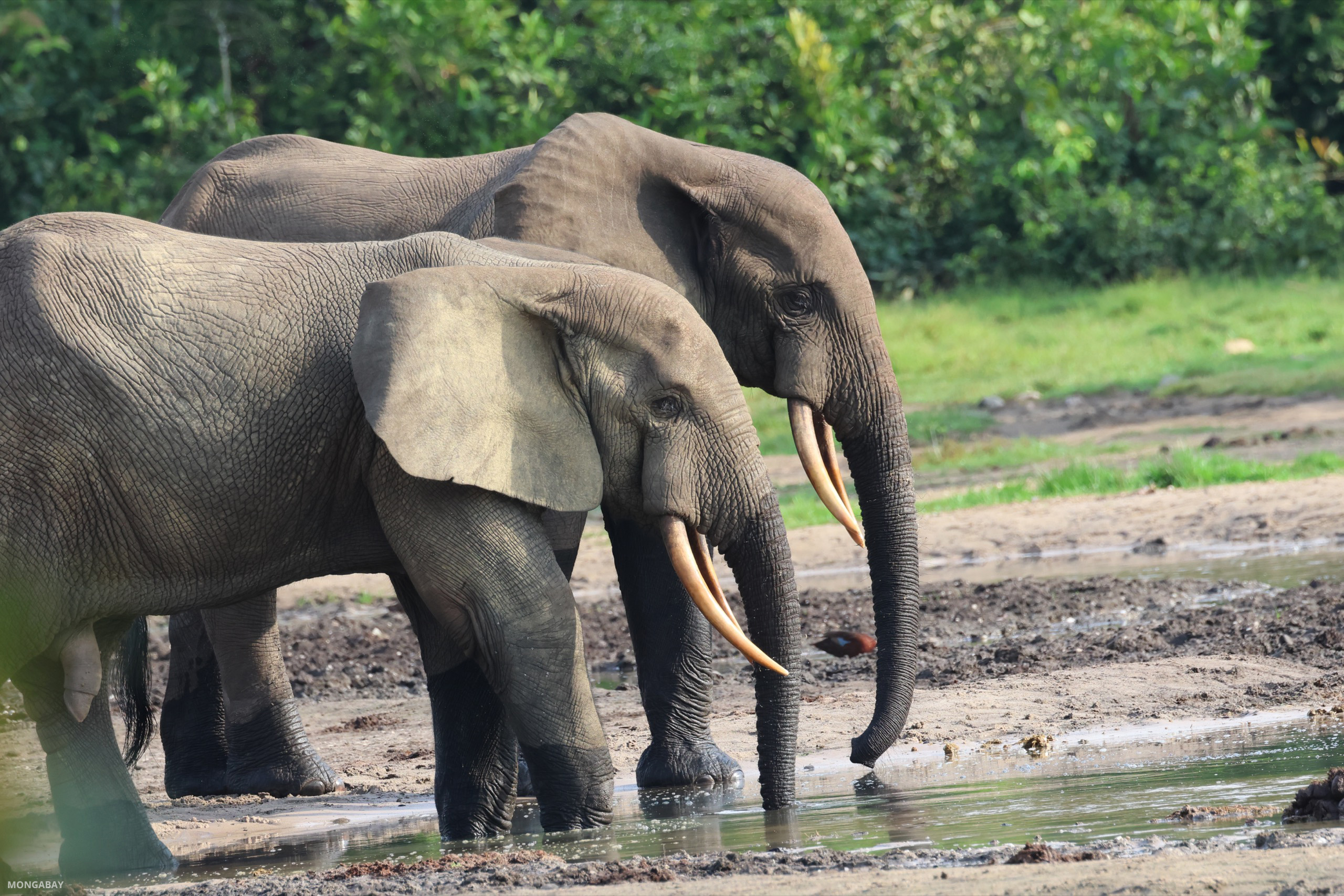 Two forest elephants in the Dzanga Bai clearing in Dzanga-Sangha National Park, Central African Republic. Image by Rhett A. Butler/Mongabay.