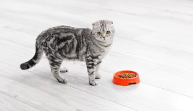 why cats stop eating