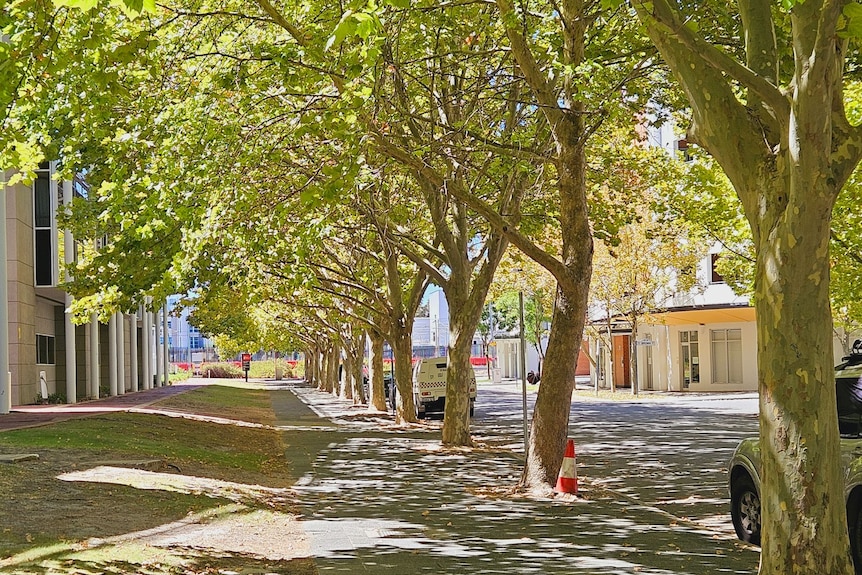 A mature tree with lots of green leaves. 