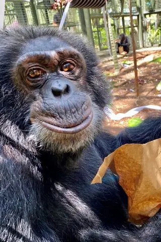 Bubbles at the Center for Great Apes.Credit: Center for Great Apes/Facebook