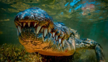 What the Largest Crocodile Ever Recorded Ate to Fuel Its 17,500-Pound Body