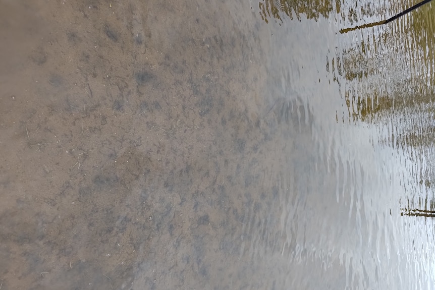 Showing what little is left after the lungfish ate the plants in the enclosure.