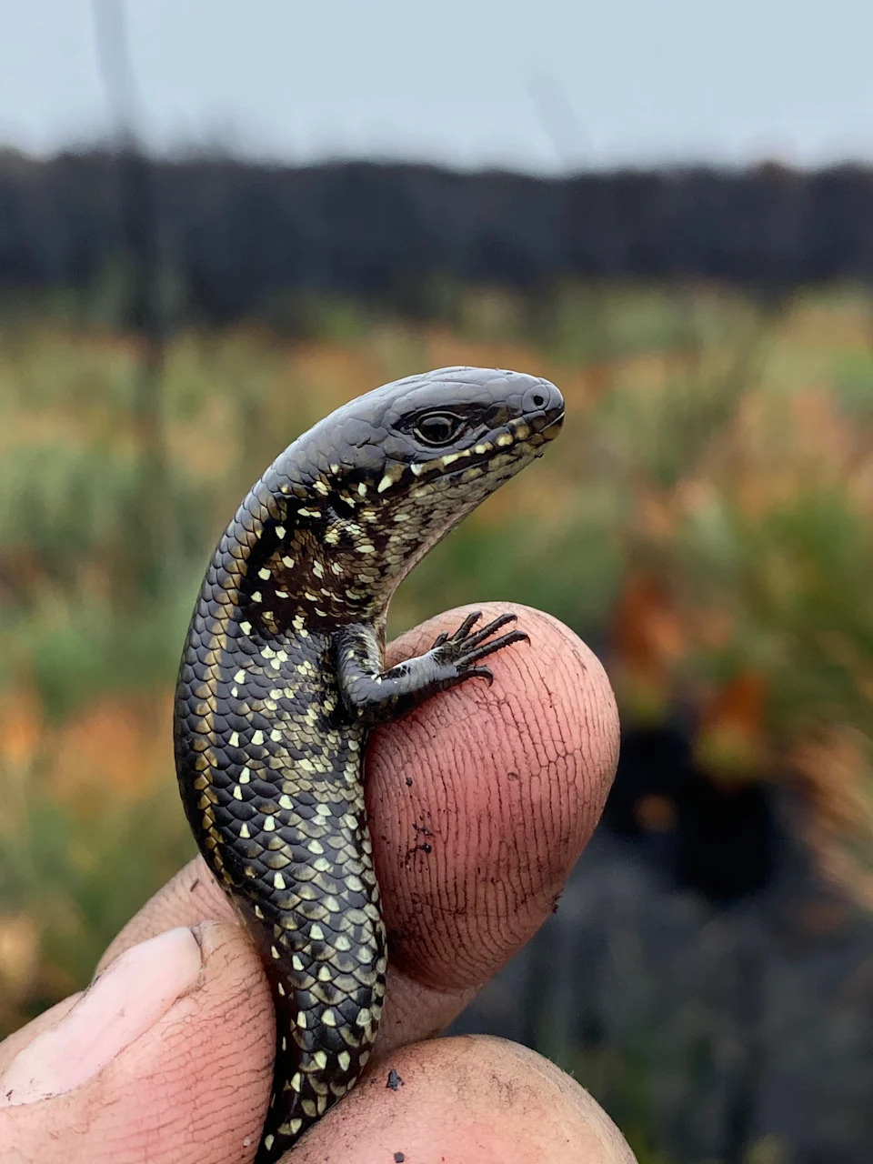 A swamp skink pictured, being held by a human hand. Source: Nick Clemann