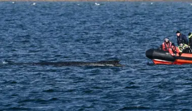 Experts inspect a humpback whale as it lies on a sandbank in the Wismar Bay in the Baltic Sea on March 30. The stranded mammal is said to be in a better condition than some have suspected.